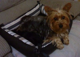 ANGUS
